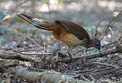 Albert's Lyrebird